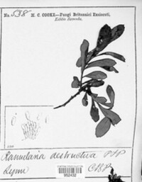 Phacellium rufibasis image